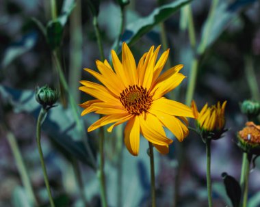 Bulanık arka planda parlayan tek bir altın sarmal çiçek.