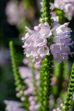Soluk lavanta rengi Physostegia Virginiana sivri uçlar yaz ışığında parlıyor.