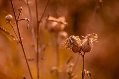 Kurumuş kahverengi devedikeni altın saat boyunca bir çayırda duruyor.