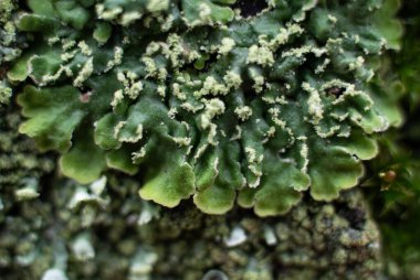 Katmanlı liken lobları sarı-yeşil soredia ile kaplanmış.