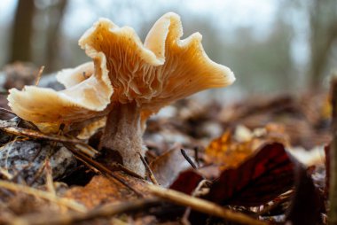 Olgun bir cantharellus 'un yaprak çöpü üzerindeki düşük açılı makro görüntüsü