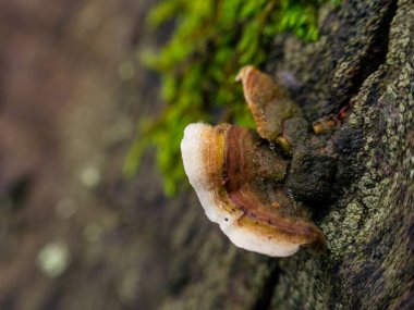 Çürüyen ahşap yüzey üzerindeki polypore mantarı canlı yeşil yosun ve liken ile çevrili.