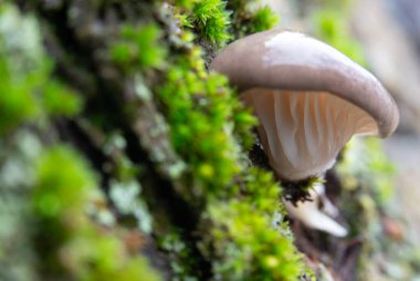 Yeşil yosunlu ağaç kabuğunda büyüyen pleurotus bazidiomicete solungaçlarının makro görüntüsü