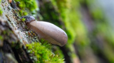 Ayrıntılı yakın çekim vahşi bir istiridye mantarının narin beyaz lamellaesini gösteriyor.