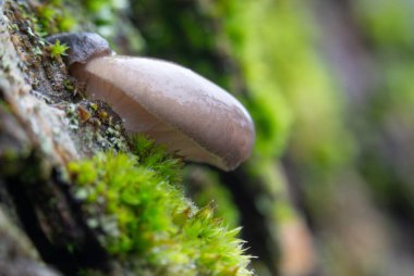 Güzel taze mantar meyvesi vücudu canlı ıslak orman yosunlarından zarif bir şekilde ortaya çıkıyor.