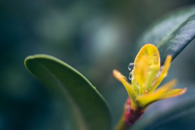 Taze Bahar Kutusu Yaprakları Kristal su damlacıkları yumuşak bokeh