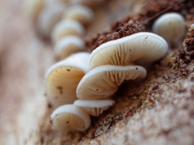 Küçük beyaz mantarların ayrıntılı solungaç yapılarını gösteren aşırı yakın plan.