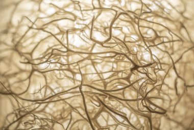 Doğal banyo süngeri içindeki mikroskobik görüntü.