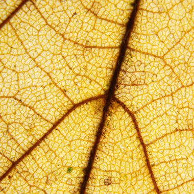 Parlayan organik bitki hücrelerinden oluşan altın labirent çarpıcı bir makroyla aydınlatılıyor.