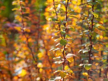 İnce çalılar, sıcak altın ışıkta küçük sonbahar yapraklarıyla birlikte.