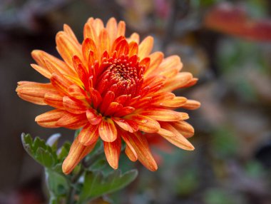 Tek bir koyu turuncu kasımpatı, yakın plan sonbahar portresiyle çiçek açar.