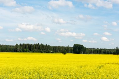 Bulutların üstünde sarı zemin üzerinde mavi bir gökyüzü