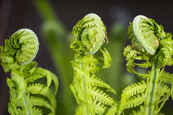 Close-up of three fern leaves — Stock Photo, Image