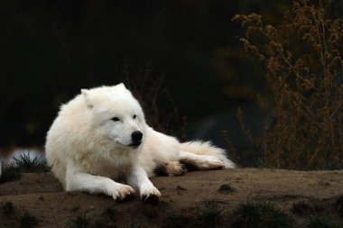 Sonbahar doğasında kutup kurdu