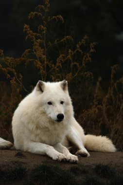 Sonbahar doğasında kutup kurdu