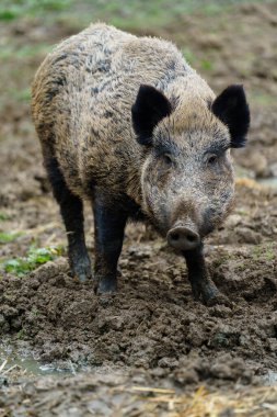 Hayvanat bahçesindeki yaban domuzu portresi