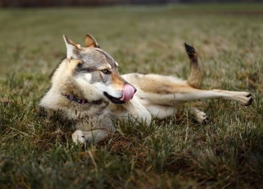 Çekoslovakya Kurt Köpeğinin Doğa Portresi