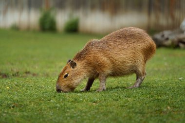 Portrait of Capybara in zoo