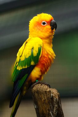 Hayvanat bahçesindeki güneş papağanı portresi
