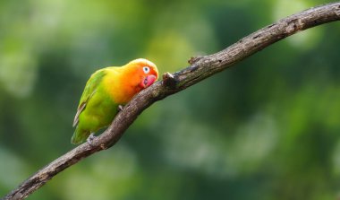 Fischer 'ın aşk kuşu hayvanat bahçesinde