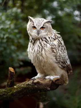 Avrasya kartal baykuş dalı