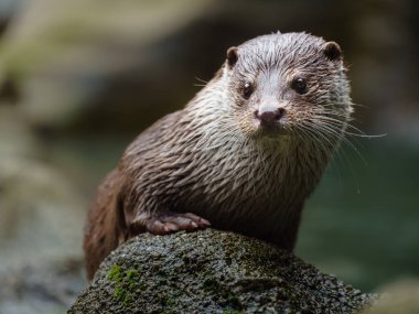 Taşın üzerinde Avrasyalı su samuru portresi