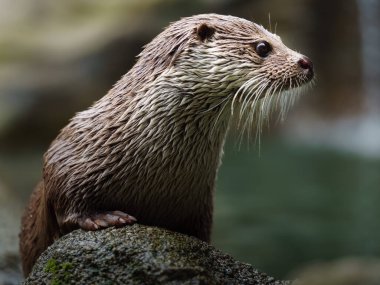 Taşın üzerinde Avrasyalı su samuru portresi