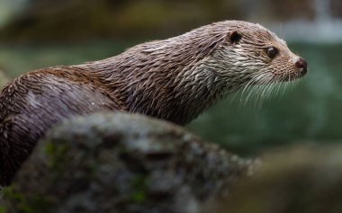Taşın üzerinde Avrasyalı su samuru portresi