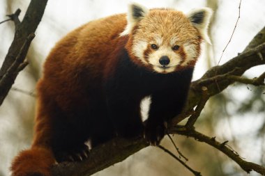 Hayvanat bahçesindeki Kızıl Pandanın Portresi