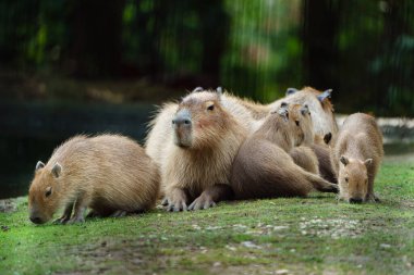 Portrait of Capybara in zoo