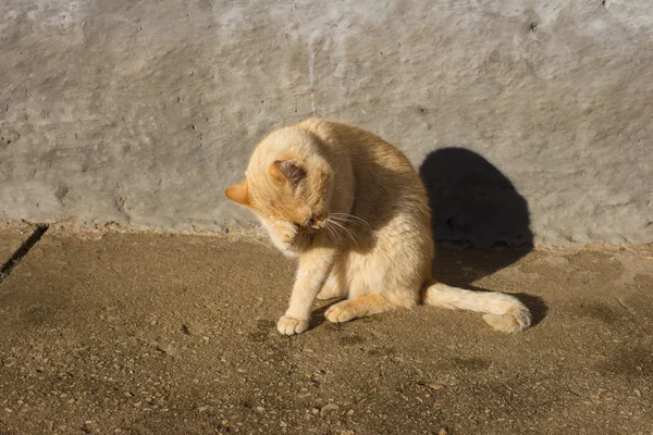Hübsche Katze posiert — Stockfoto