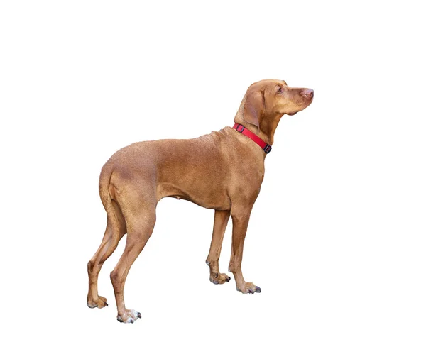 Hungarian Shorthaired Pointing Dog Vizsla Aislado Blanco — Foto de Stock