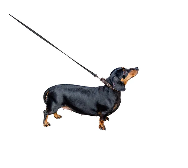 Dachshund Con Correa Aislada Sobre Fondo Blanco — Foto de Stock