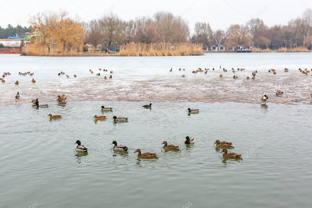 Frozen lake view. Mallard ducks swim in winter lake, resting on ice. Salt lake Sosto Nyiregyhaza, Hungary