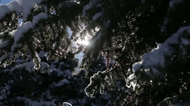 Beautifull amaizing fairy spring sun shining landscape with positive melting drops of snow after winter slowmotion — Stock Video