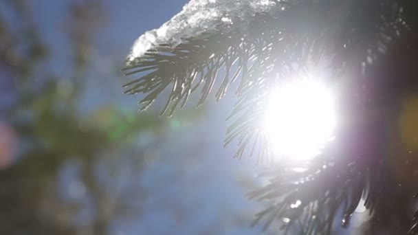 Hermosa primavera viene paisaje de montaña con gotas de bosque de derretimiento de nieve slow motion — Vídeos de Stock