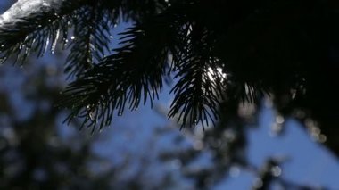 Sping warm sun shinings through the tree branches and falling drops melting snow in winter mountain landscape slowmotion