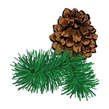 Çam kozalağı beyaz izole şubesi ile