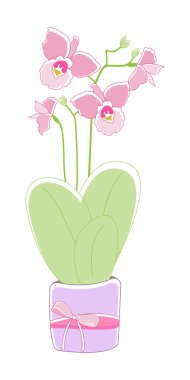 Pembe orkide çiçek (phalaenopsis) beyaz arka plan üzerinde izole bir tencerede yeşil yaprakları ile. Aşk ve güzelliğin görüntüsü. Doğal arka plan ve tasarım öğesi