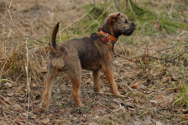 Vadászat kutya fiatal határ terrier az awtomn erdő — Stock Fotó