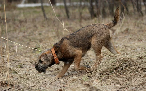 Cão de caça jovem fronteira terrier na floresta awtomn — Fotografia de Stock