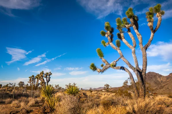 Árbol Joshua en Mojave — Foto de Stock