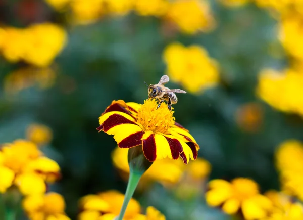 Pequena abelha em uma flor — Fotografia de Stock