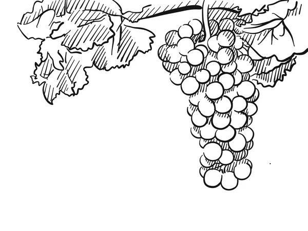 Grapes Vector Schizzo disegnato a mano — Vettoriale Stock