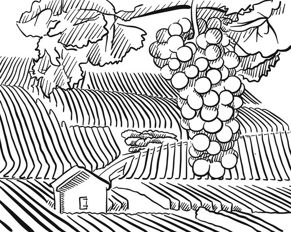 Collines du vignoble avec des raisins suspendus au premier plan — Image vectorielle