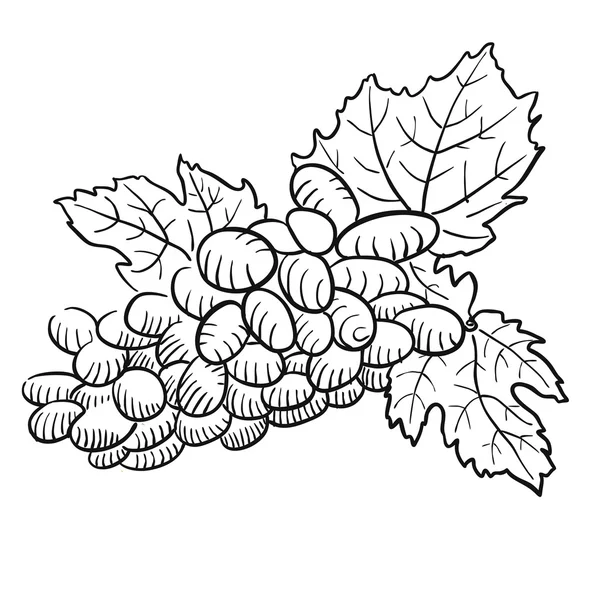 Uva screziata con foglie, bianco e nero — Vettoriale Stock