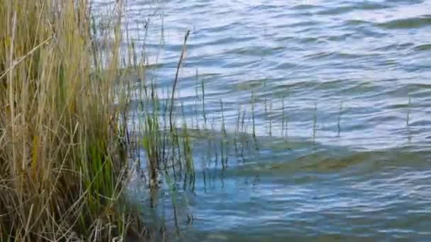 Reed Frente Lago Bela Vista Dos Juncos Lago — Vídeo de Stock