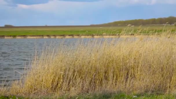 Reed Előtt Gyönyörű Kilátás Nyílik Nádasra Tavon — Stock videók