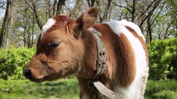 森の緑の草の上に生まれたばかりの子牛 — ストック動画
