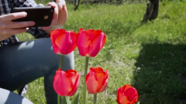 Szoros Női Kéz Fénykép Virágokról Kint. Öko blogger. ökológia. Vörös tulipán. Hobbi. Környezetvédelmi koncepció